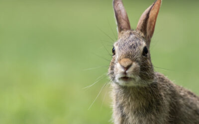 Choosing Plants for Park City, Utah to Help Prevent Animal Grazing